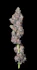 Product Preview Image 1