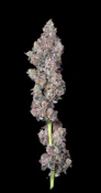 3.5g Vice City - Hybrid