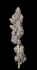 Product Preview Image 1