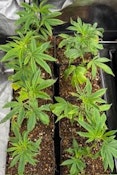 CLONES PLANT DINOMEAT BX #5