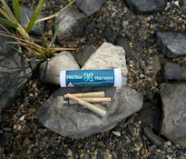  Harbor Harvest | Cherry Ghostenade | 0.5g Pre-Roll | 3pk