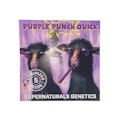 Supernaturals - Purple Punch Quick - 5 Feminized Seeds (autoflower)