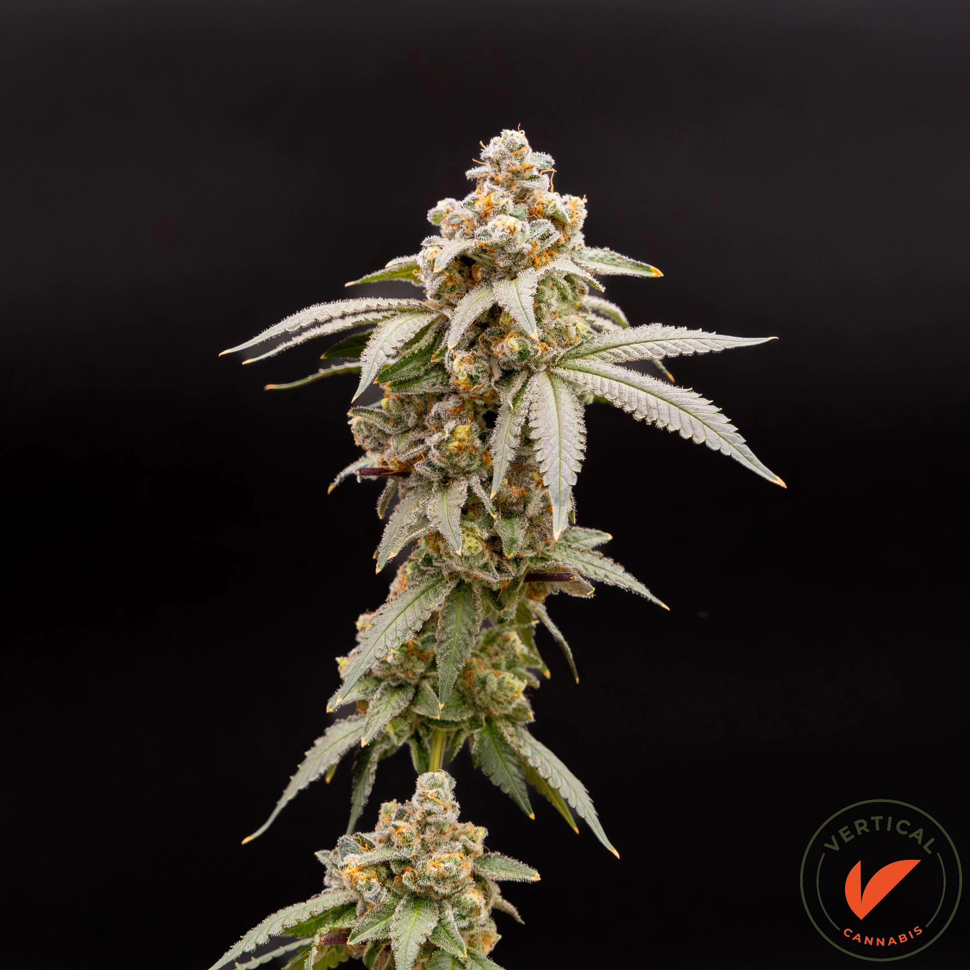 VERTICAL - VERTICAL - ALOHA LIMONE 3.5 GRAMS Main Image