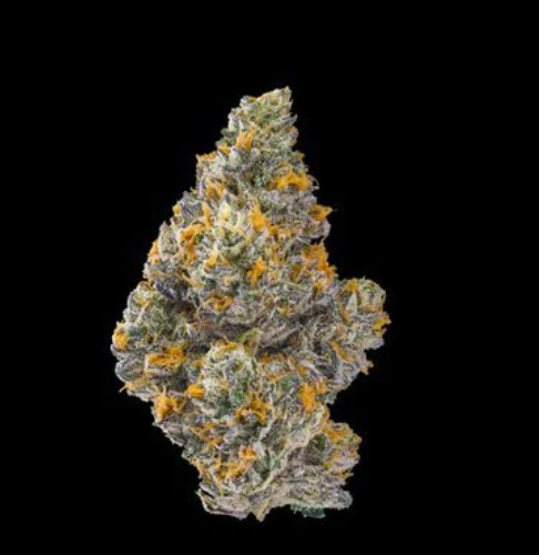 Marijuana Maven - [Maven] Indoor Flower - 3.5g - Oro (I) Main Image