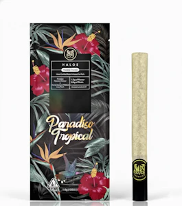 MAVEN GENETICS - Maven - Preroll - Infused - Paradiso Tropical - 1.9G