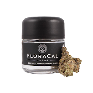 FloraCal - FloraCal Jet Fuel Gelato #4 3.5g Jar