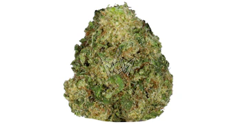 Pasta Farm - Key Lime Jack - 3.5g