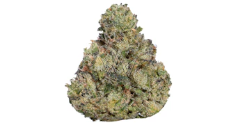 Sticky Status - Queen Bee - 3.5g