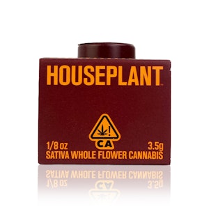 HOUSEPLANT - HOUSEPLANT - Flower - Sun Pillar - 3.5G