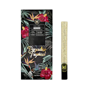 Maven - 1.9g Paradiso Tropical Rosin Infused "Halo" Pre-Roll - Maven