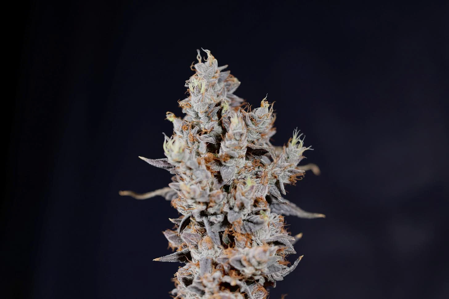 NORTHERN HEIGHTS - Northern Heights | Flower | Animal Style | 3.5g Main Image