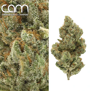 CAM - Mystery Machine - 14g (H) - CAM