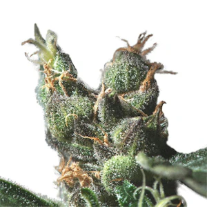 1937 Cannabis - 1937 | SOUR DIESEL | 3.5G