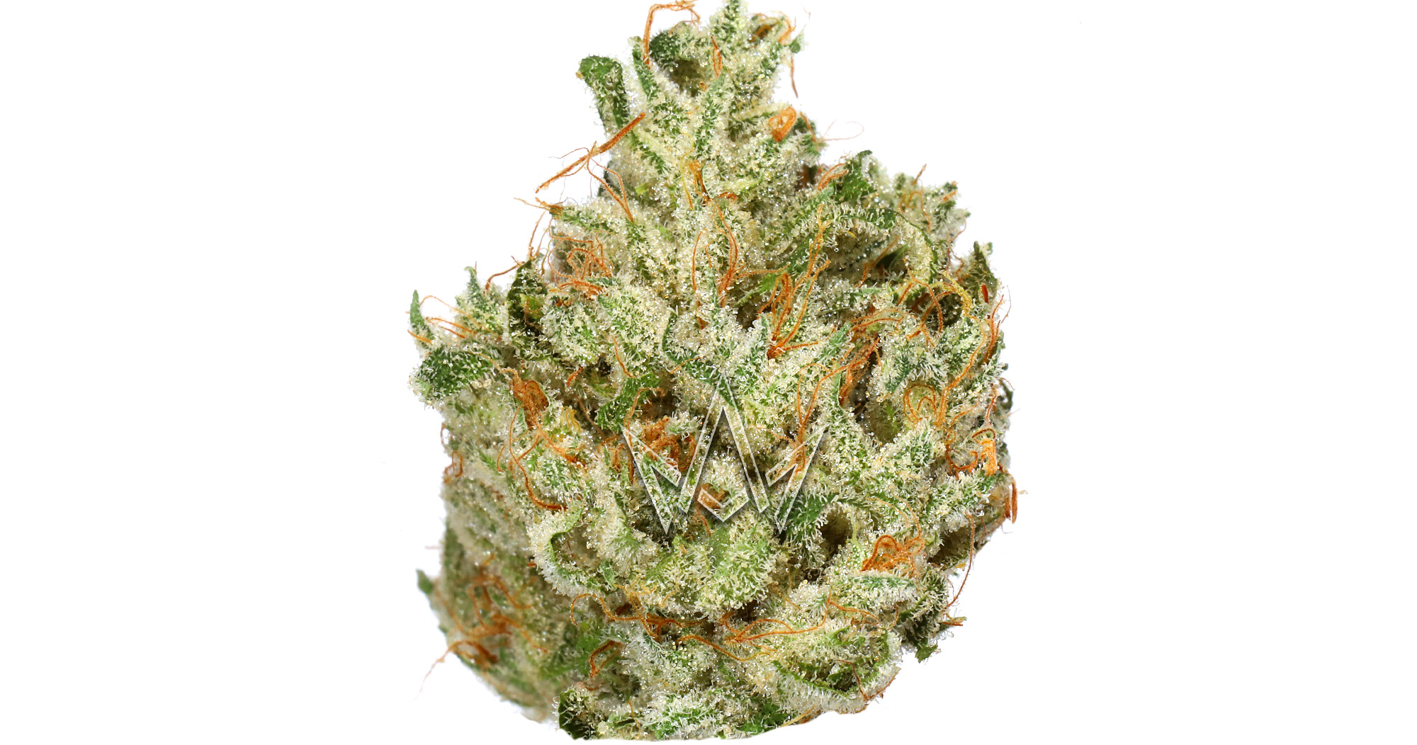 CBX: Cannabiotix: Mount Kushmore