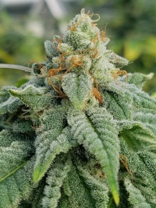 Morning Dew - Glue Sniffer - 3.5g - Morning Dew