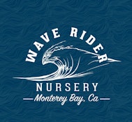 Wave Rider - 0.5g 5pk (2.5g) Infused Pre-Roll Pack - Lemon Zest