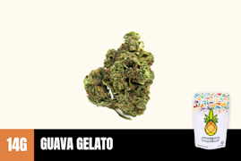 14g Guava Gelato (Greenhouse) - Humble Root
