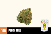 14g Peach Tree (Greenhouse) - Humble Root