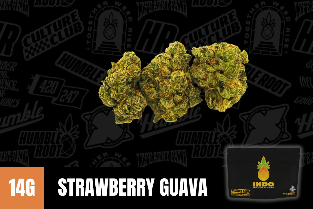 Humble Root - 14g Strawberry Guava "INDO" (Indoor Smalls) - Humble Root Main Image