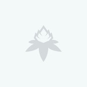 [DIMEBAG] FLOWER - 14G - HIGH OCTANE (I)