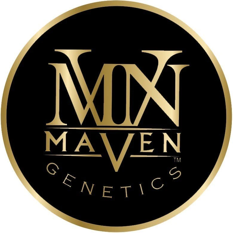 Maven Genetics - Maven Genetics Chrome Dome Goldies 1.2g Infused Preroll Main Image