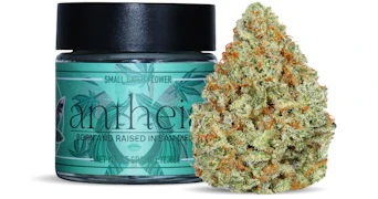 Antheia - Chair 9 Summit - 3.5g