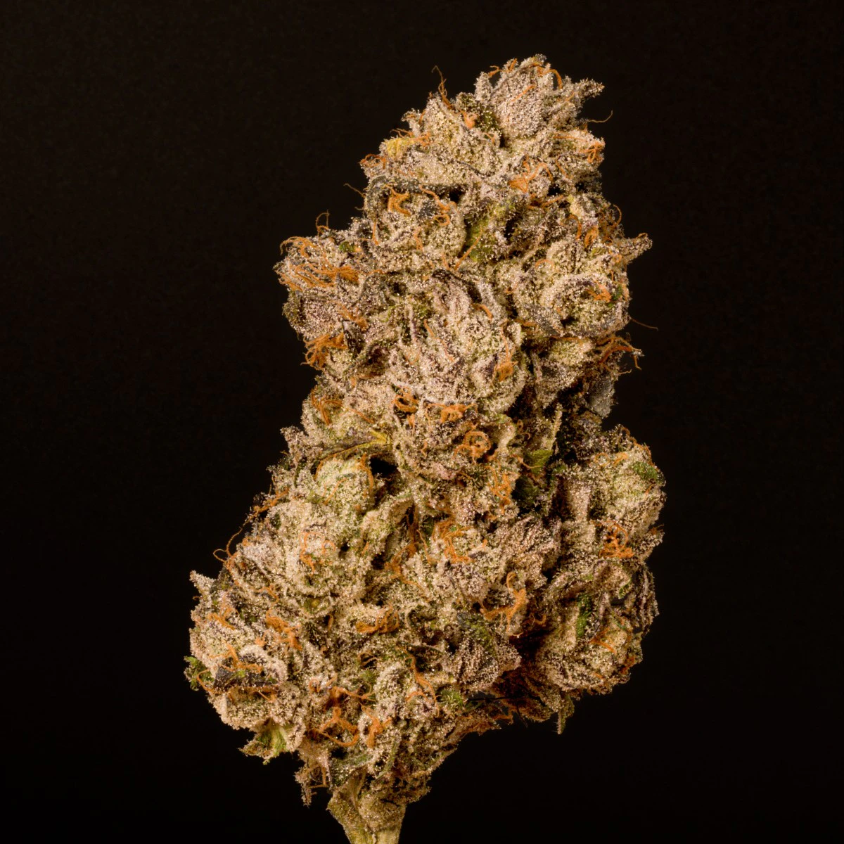 JEFMO - Sherb Cream Pie *30% TAC* | 7g A BUDS | TAXES INCLUDED Main Image