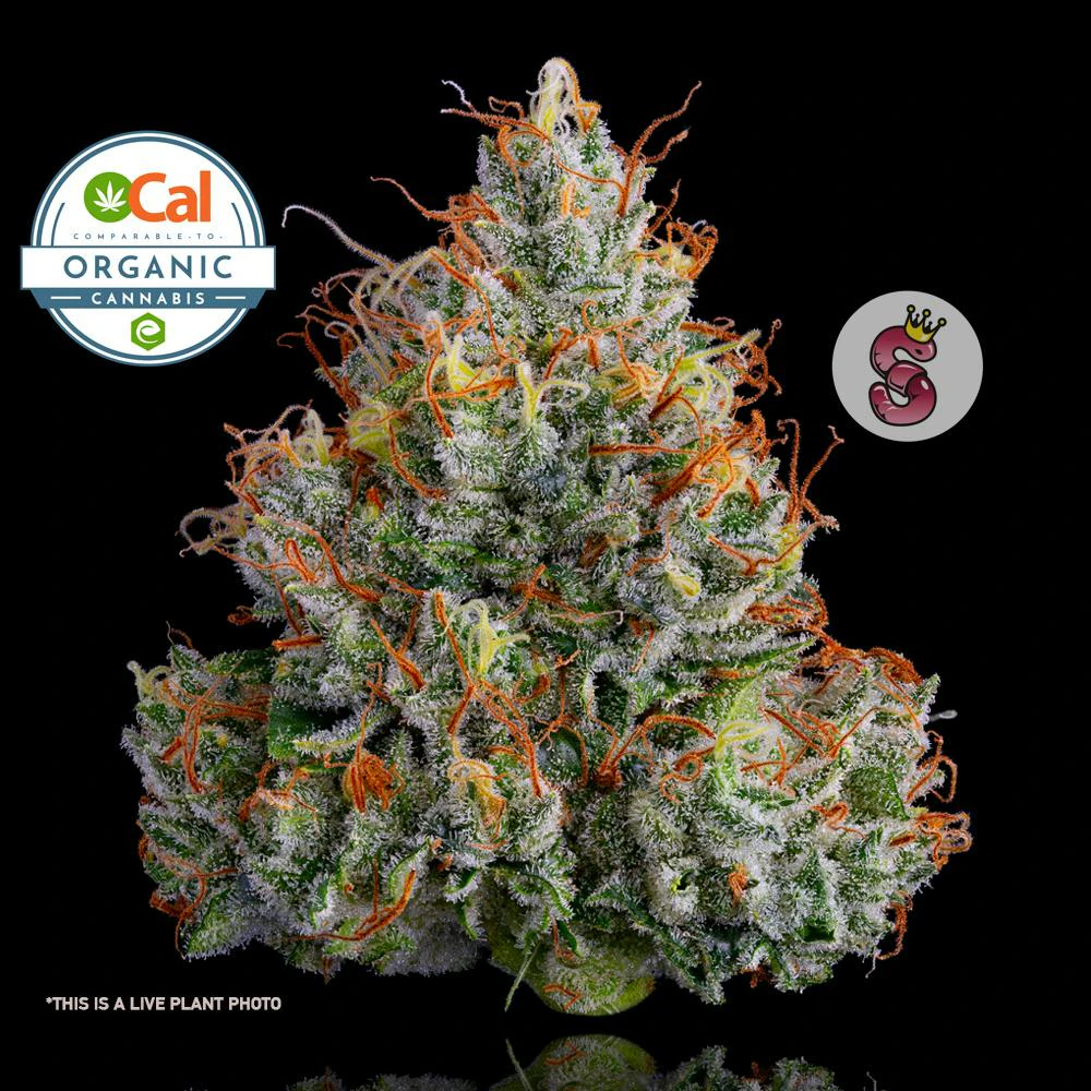 No Till Kings - No Till Kings - Flower - Lemon Banana Sherbet - 3.5g Main Image