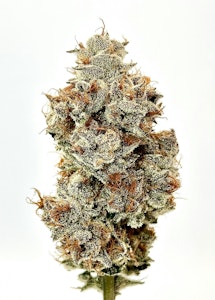 Dank - Wood Wide - Flower - Viper Cookies - 1g