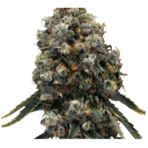 Beantown Greentown - Lemon OG Haze | 3.5g A Buds *Mix n Match* | TAXES INCLUDED