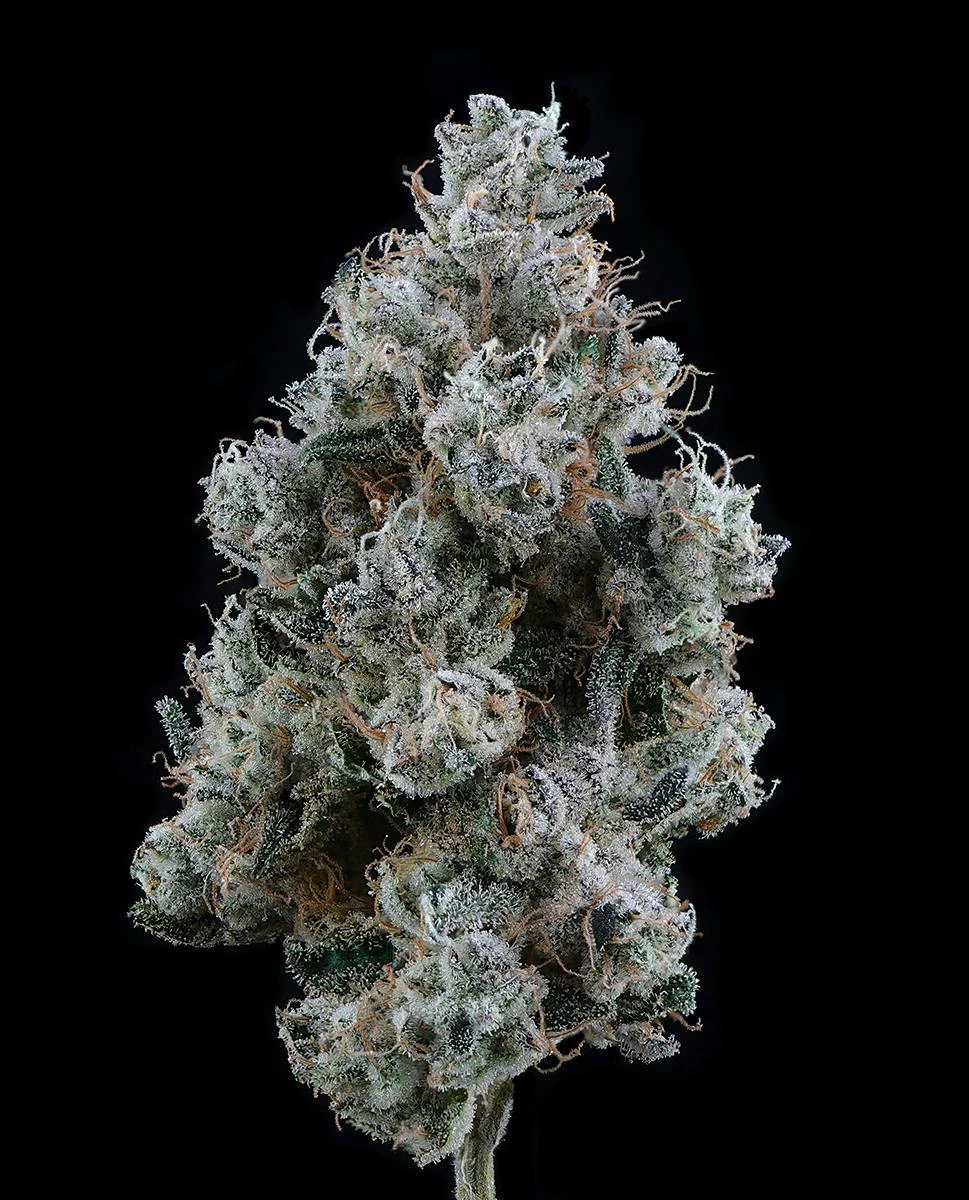 Brave Boat Gardens - Grapefruit Gelato | Brave Boat Main Image