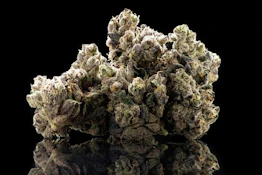 Pearl Pharma - Flower - Indoor - Sour Cheese - 3.5g