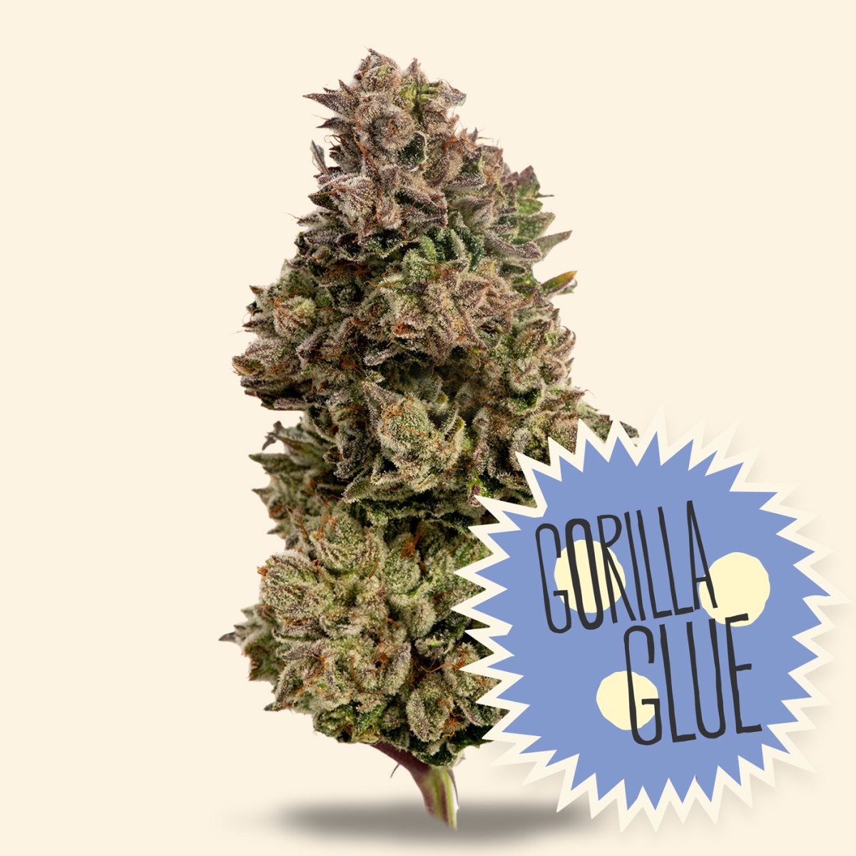 3.5g Gorilla Glue #4 - Indica Dom Hybrid