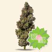 3.5g Kush Mints - Hybrid