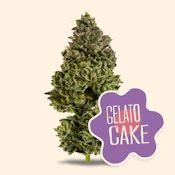 3.5g - Gelato Cake - Indica 