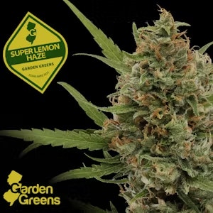 GARDEN GREENS - Flower | Garden Greens | Super Lemon Haze | 3.5g