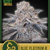 SCOUT & SEED - BLUE PLATINUM 41 3.5 GRAMS
