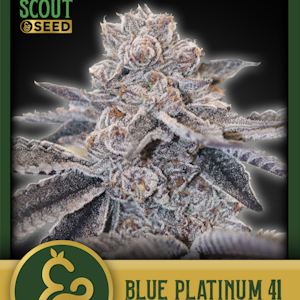 SCOUT & SEED - SCOUT & SEED - BLUE PLATINUM 41 3.5 GRAMS