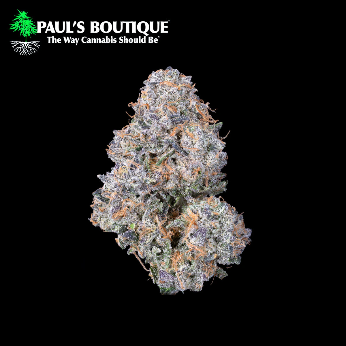 Paul's Boutique - Flower | Watermelon Zkittlez Main Image