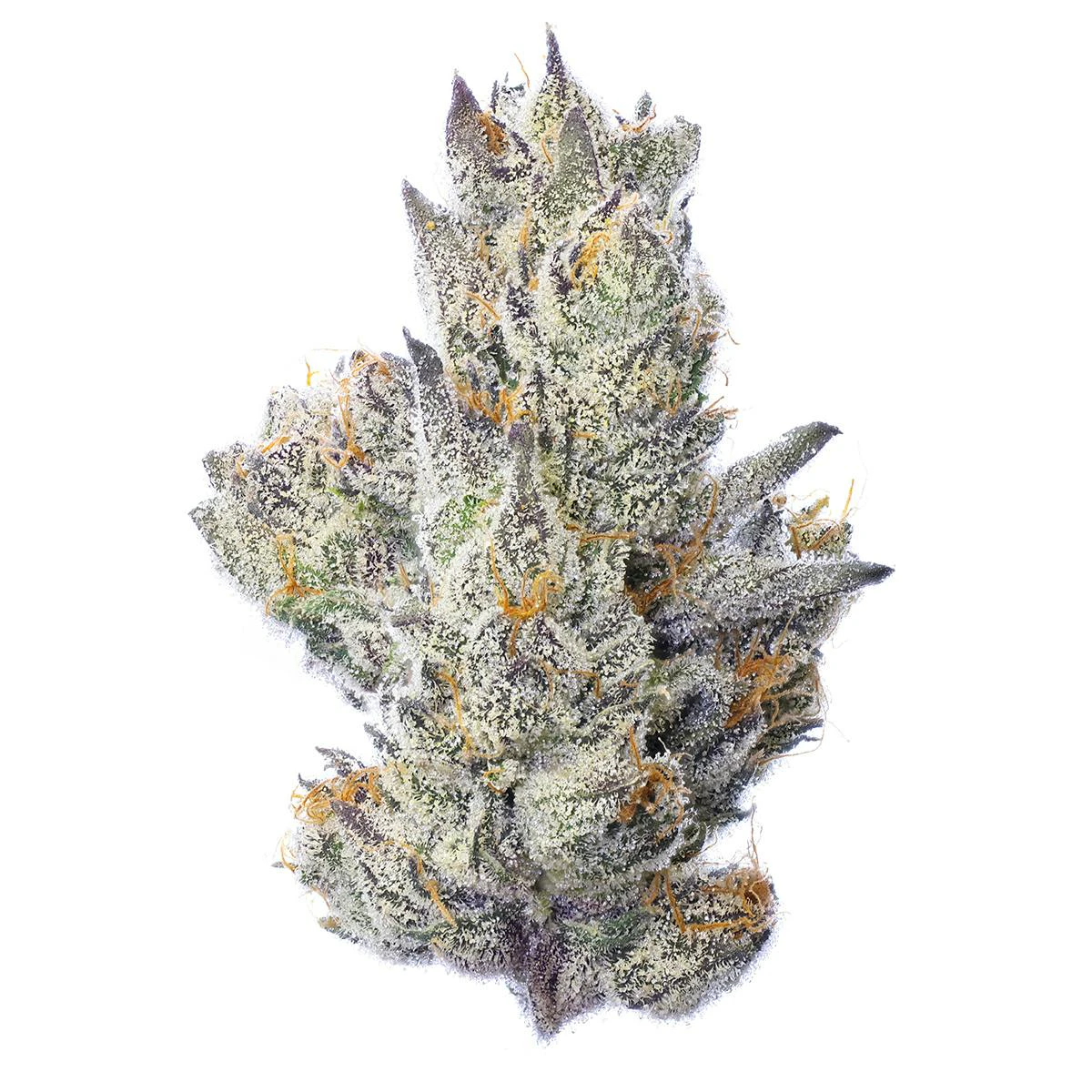 Fig Farms - Fig Farms - Flower - Guavascotti 3.5g Main Image