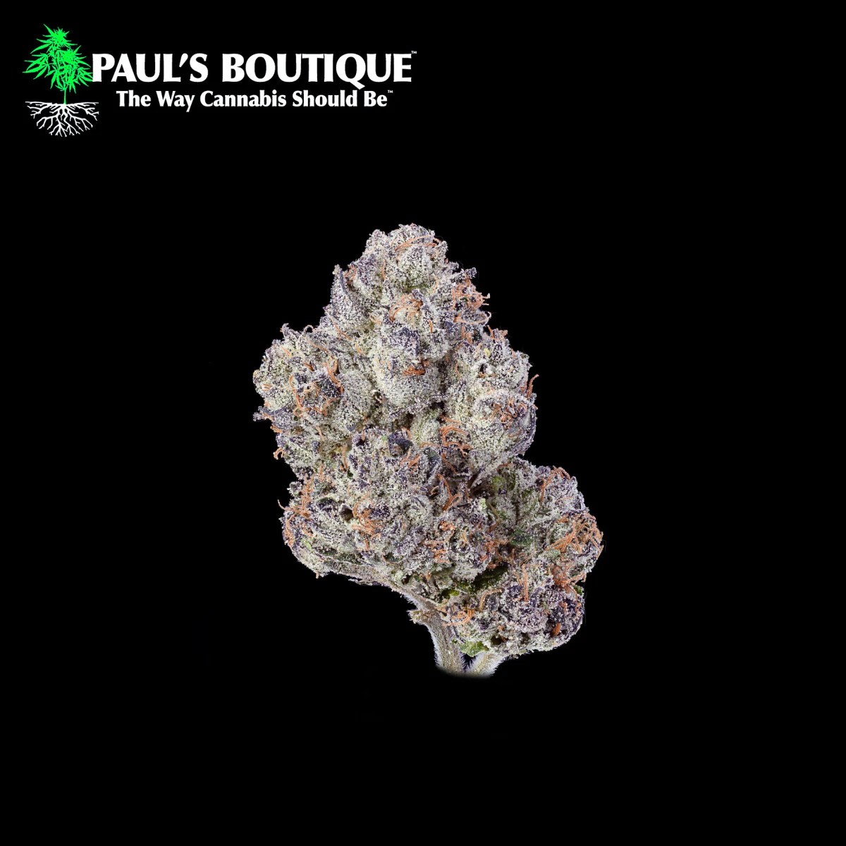 Paul's Boutique - Flower | Presidential Runtz Main Image