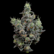 Gas Face | 3.5g Craft A Buds | TAX INCLD