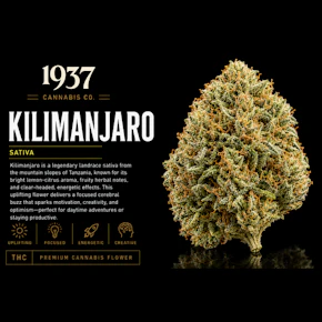 1937 | 3.5g Mylar | Kilimanjaro