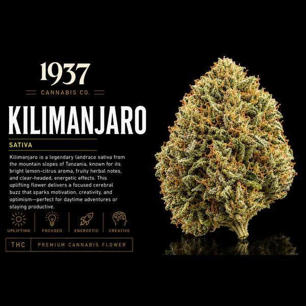 1937 - 1937 | 3.5g Mylar | Kilimanjaro Main Image