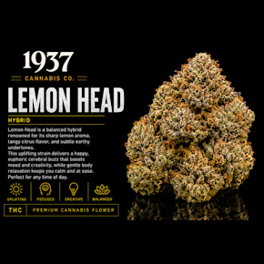 1937 | 3.5g Mylar | Lemon Head