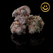 LOWD | Snow Day | indoor flower