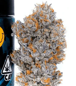 Connected - [Connected] Flower - 14g - Biscotti (H) Main Image