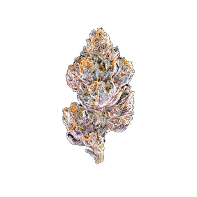 Maven Genetics - GRAPE AMBROSIA MINIS 14G Main Image