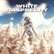 [CAKE] ALL IN ONE - 1.25G - WHITE RASPBERRY (H)
