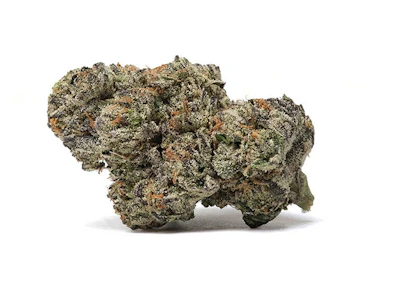 Wave Rider - DOSIDOS SMALLS 14G